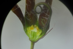 Brachystelma volubile